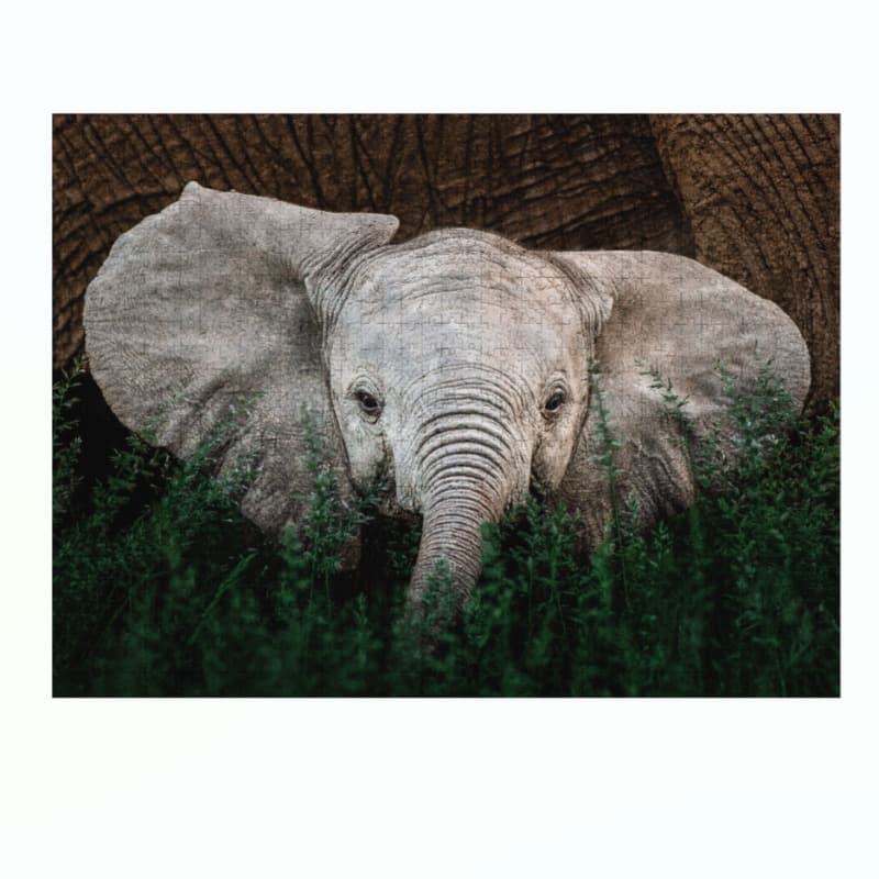 Ambassador - Wild Animal Families Donal Boyd 3x1000 Pcs - Shape 4 thumbnail 3