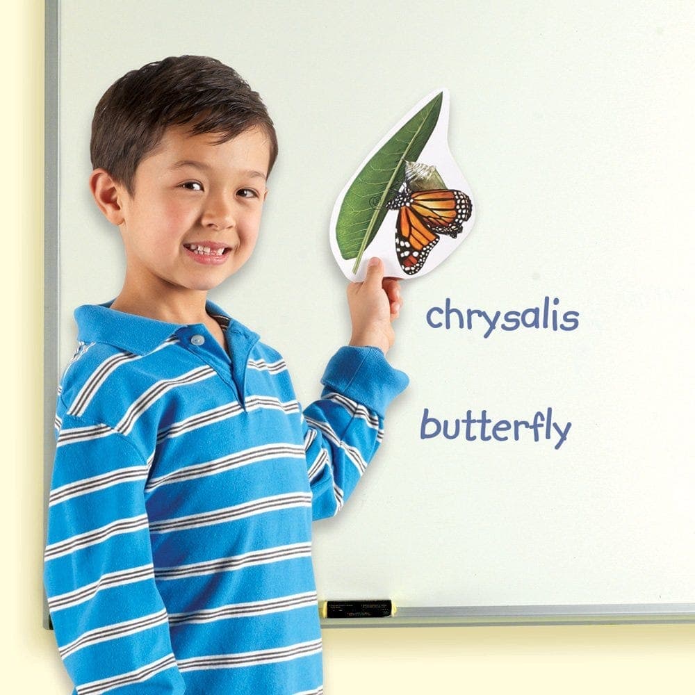 Giant Magnetic Butterfly Life Cycle thumbnail 2