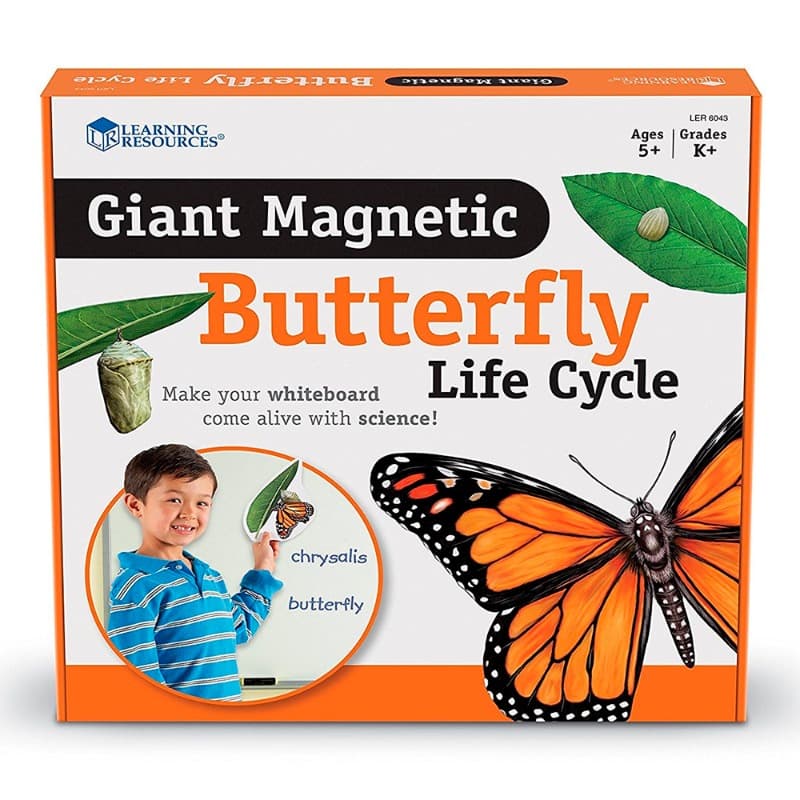 Giant Magnetic Butterfly Life Cycle